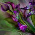 /album/galeria-de-fotos/flores-jpg/